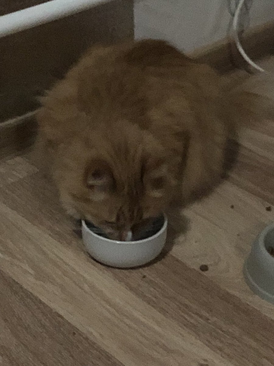 ScreamingSassy's tweet image. i drimk wateor #CatsofTwittter