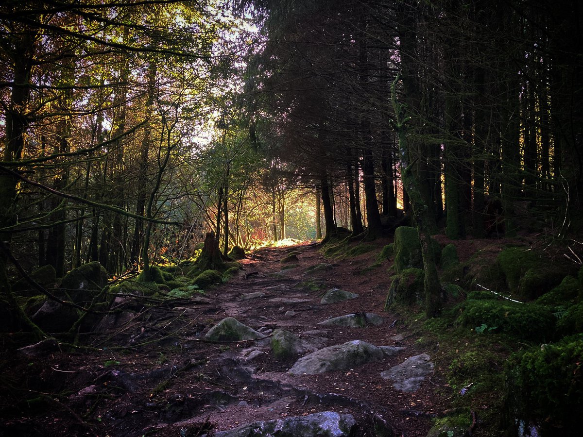 philipreeve1's tweet image. Further woods