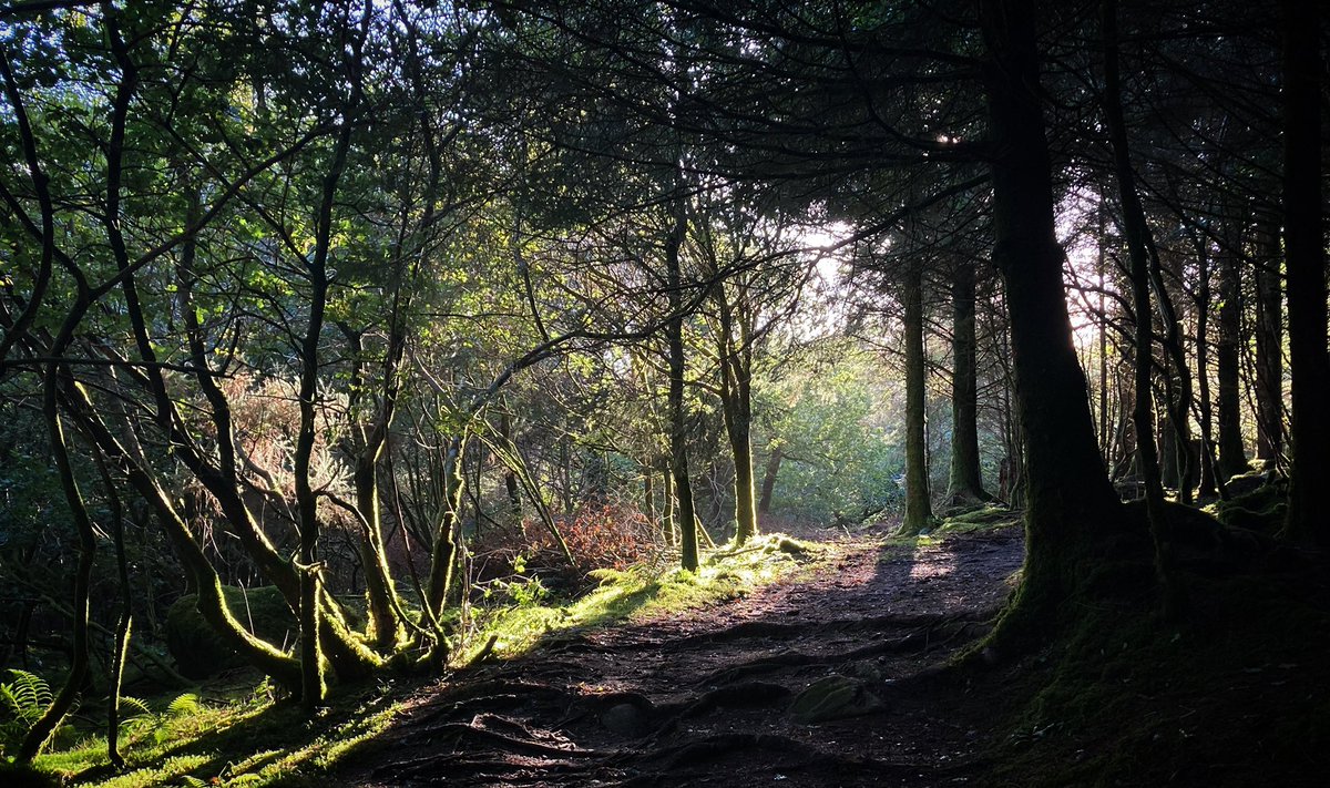 philipreeve1's tweet image. Further woods