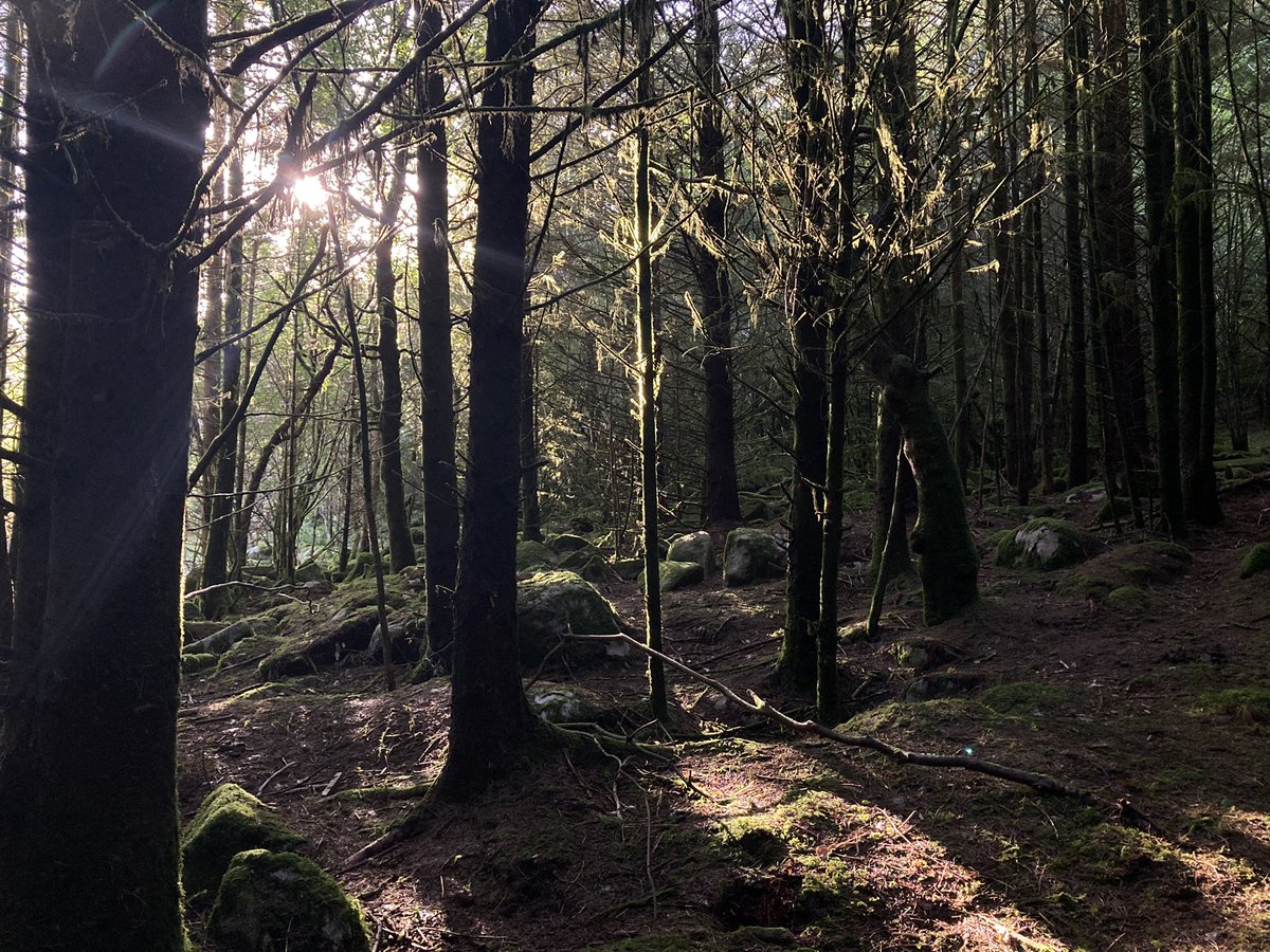 philipreeve1's tweet image. Further woods