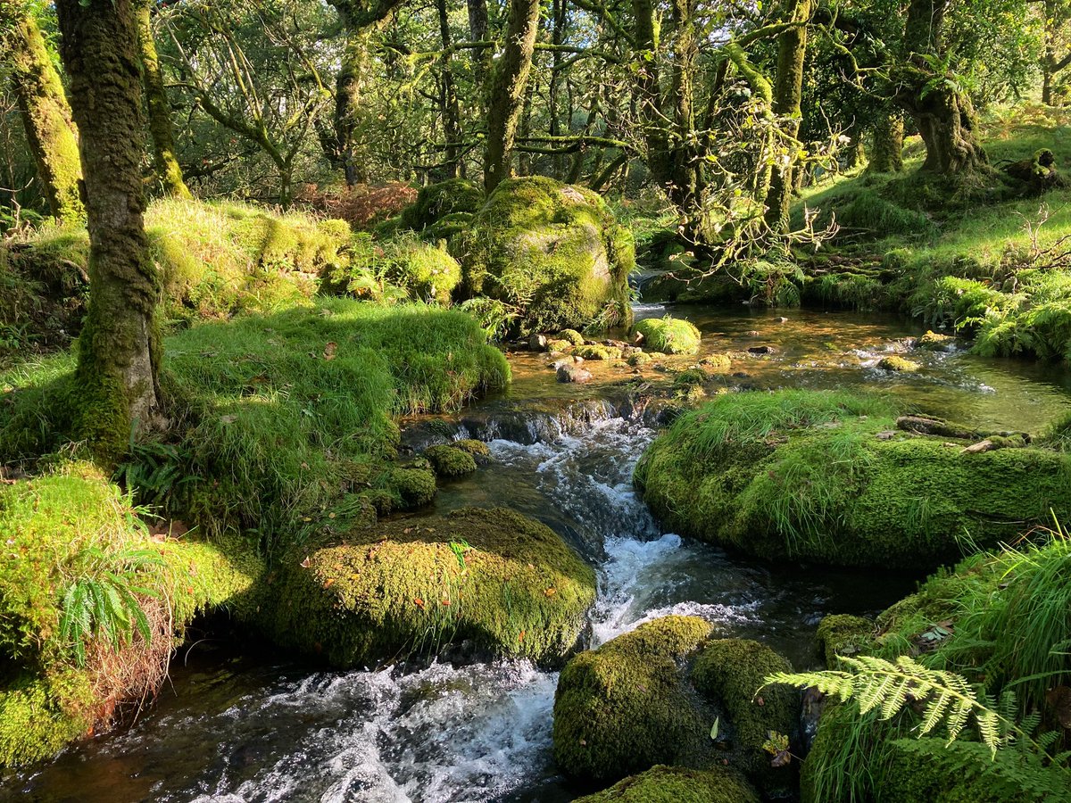 philipreeve1's tweet image. Further woods