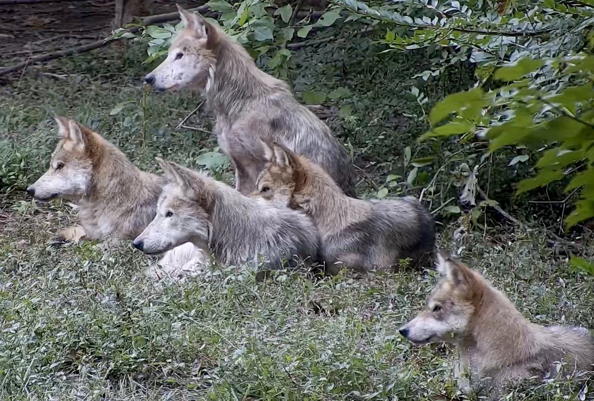 nywolforg's tweet photo. The strength of the wolf is family 🐺
Join Mexican gray wolves Rosa, Alleno, + their daughters now on #Twitch ➡️  https://t.co/qLRBpfDJif https://t.co/7fjv6CZFDt