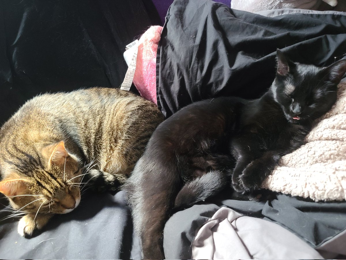 Marcus_TheCat's tweet photo. Butt to butt

#CatsofTwittter #MarcusAurelius #Pyewacket #cuddlepuddle https://t.co/sNBX5cVIkq