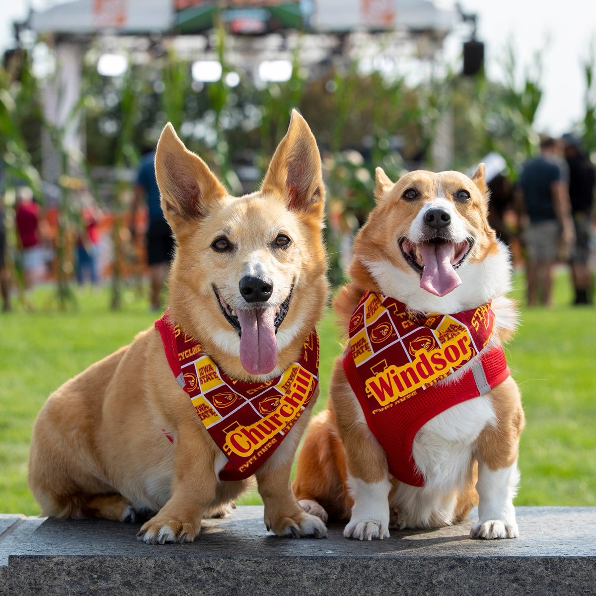 isualum's tweet photo. When it's Friday and tomorrow is #Gameday https://t.co/BWLmYIGaHQ