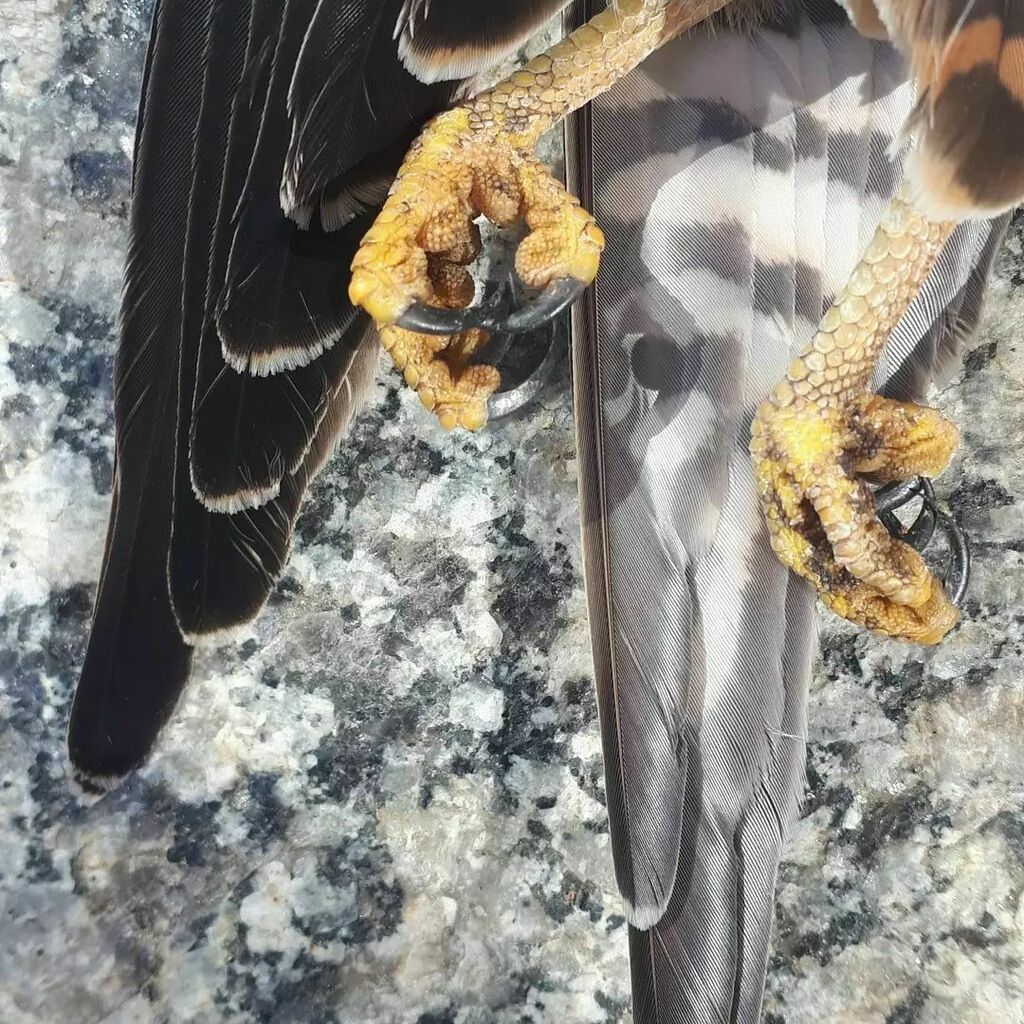gavinlday's tweet photo. A dead American Kestrel. First one I've ever picked up alive or dead. Another @flapcanada volunteer also got a dead one earlier this week. Just a fun little raptor that we kill with our reflective windows. #GlobalBirdRescue https://t.co/rlZEfX9yos https://t.co/POwFLw8p0U