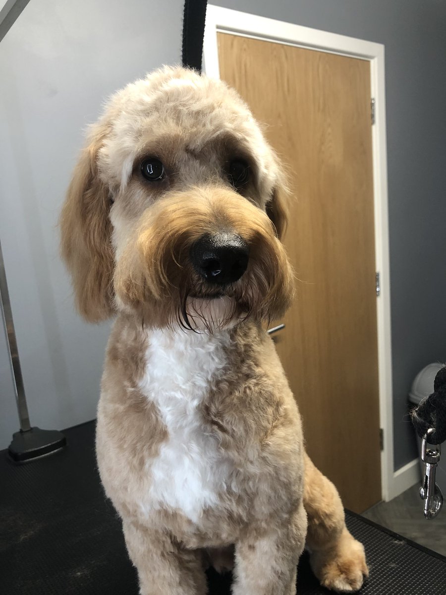 GeorginaW27's tweet photo. Fabulous Rupert ππ #doggroomer #doggrooming #groomerslife #doggroomersofinstagram
#doggroomersoftwitter
#homebasedsalon #smallbusiness #sheffieldissuper #lovechesterfield #derbyshire #southyorkshire #petgroomer #dogsofsheffield #derbyshiredogs https://t.co/aHdJTUmQEL