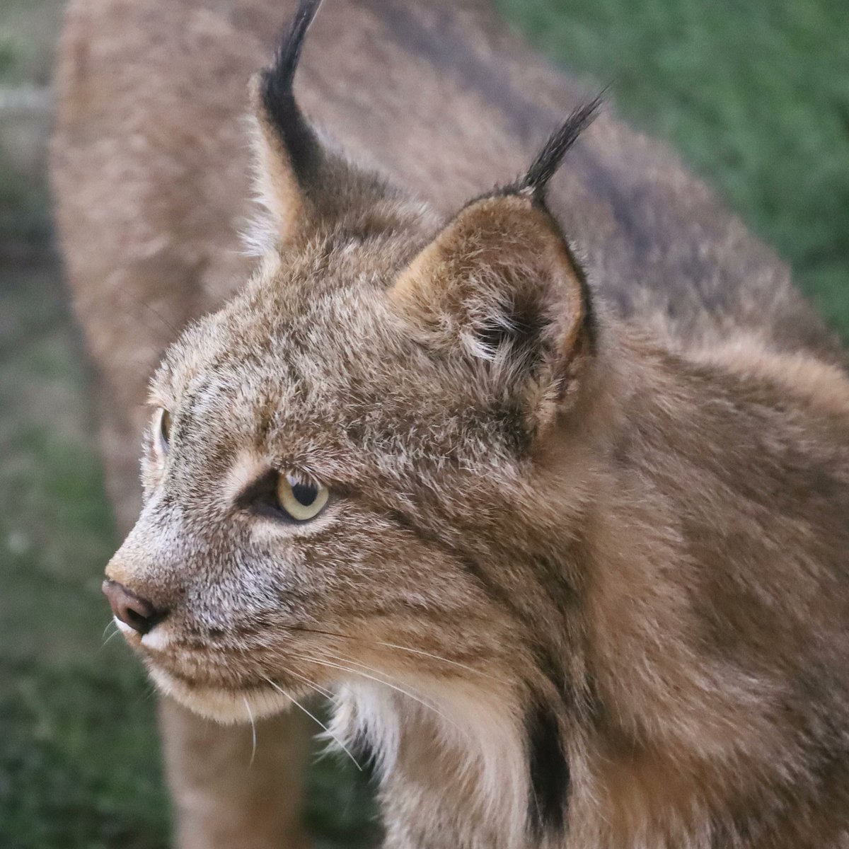Monantheando's tweet photo. Retrato de lince canadiense https://t.co/YxtTpgbbNS