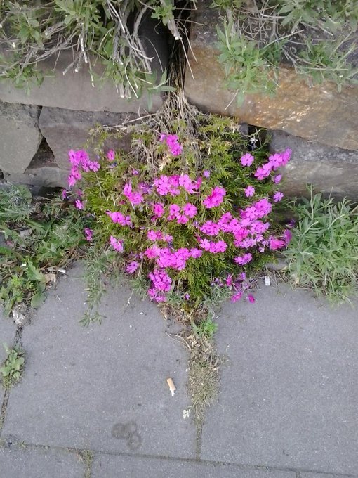AnigerNebenan's tweet photo. Gesehen in irgendeiner Strasse in der Nachbarschaft. #Mauerblümchen #JetztKunstPflanzen #greentakesover #InventingNature https://t.co/yrmt05ZI0g