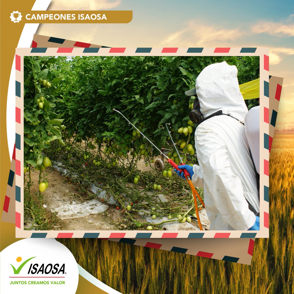 ¡Nos encanta verte crecer! ¿Qué te parece la #PostalDeLaSemanaISAOSA Compártenos una fotografía de cómo va tu cultivo, junto alguno de nuestros fertilizantes que hayas utilizado, ¡Juntos Creamos Valor!