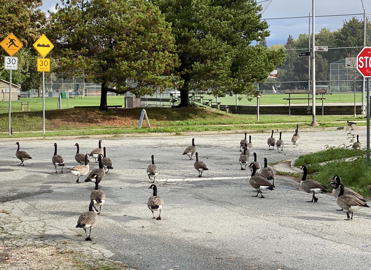 BrentButt's tweet photo. Uh-oh... Canadian street gang. https://t.co/TyPGa2Eufg