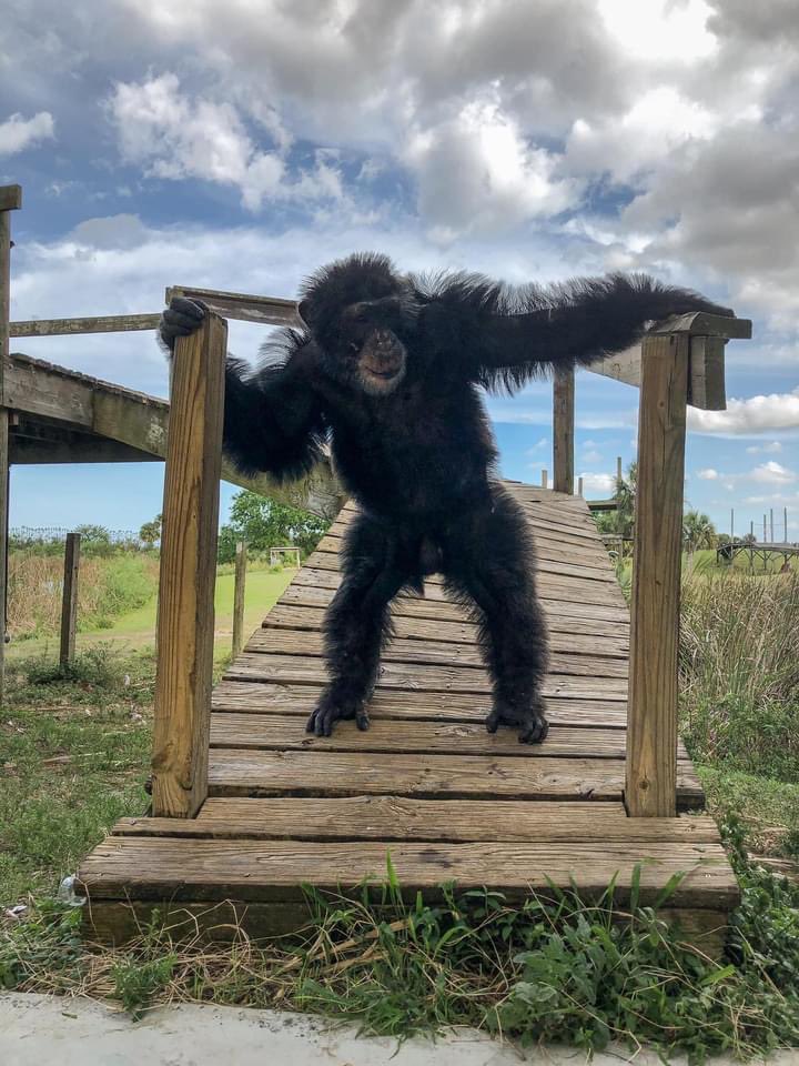 SaveTheChimps's tweet photo. Happy Birthday #CaponeTheChimp! Weโre celebrating with naps and oatmeal - just a few of Caponeโs favorite things! To send Capone a birthday treat, text CAPONE to 844-844-6844! ๐๐ฅณ๐ https://t.co/vxV9PMV889