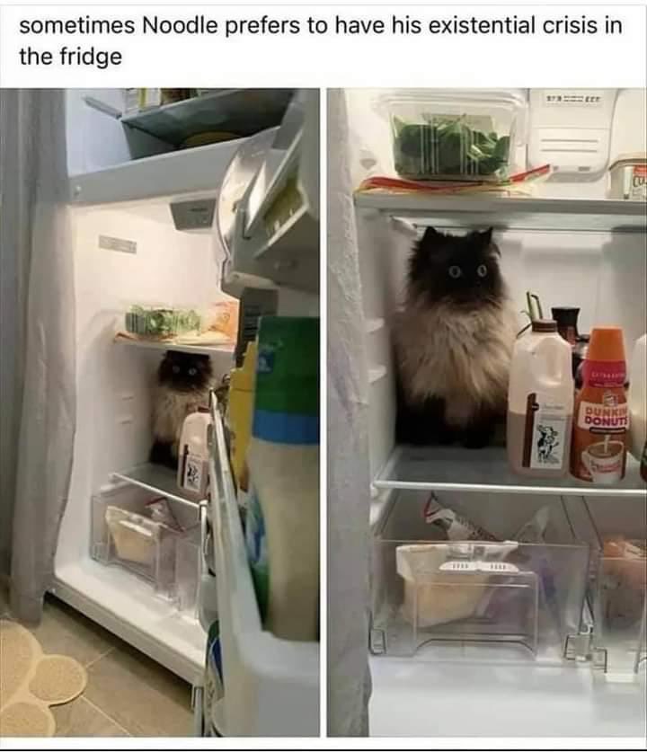 Me too, Noodle. Me too.