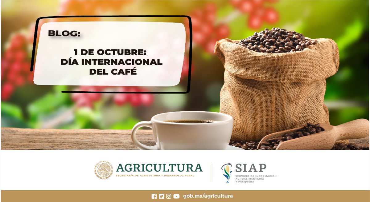 #DíaInternacionalDelCafé. El proceso de recolección de café debe ser meticuloso y preciso, pues la calidad depende en gran parte del adecuado estado de maduración de sus granos. 

Entra a: bit.ly/3A1iTaL

#AgriculturaMexicana #OrgulloDeMéxico