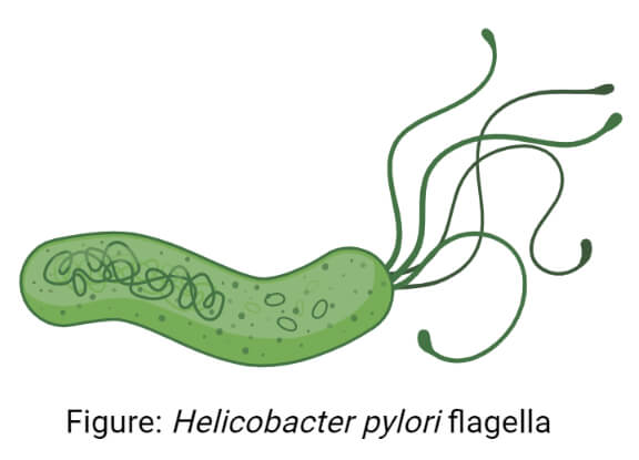 TheTrueFlagella's tweet photo. Some creatures have multiple Flagella! #OHSCellCampaign2021 https://t.co/qKYpDMgKho