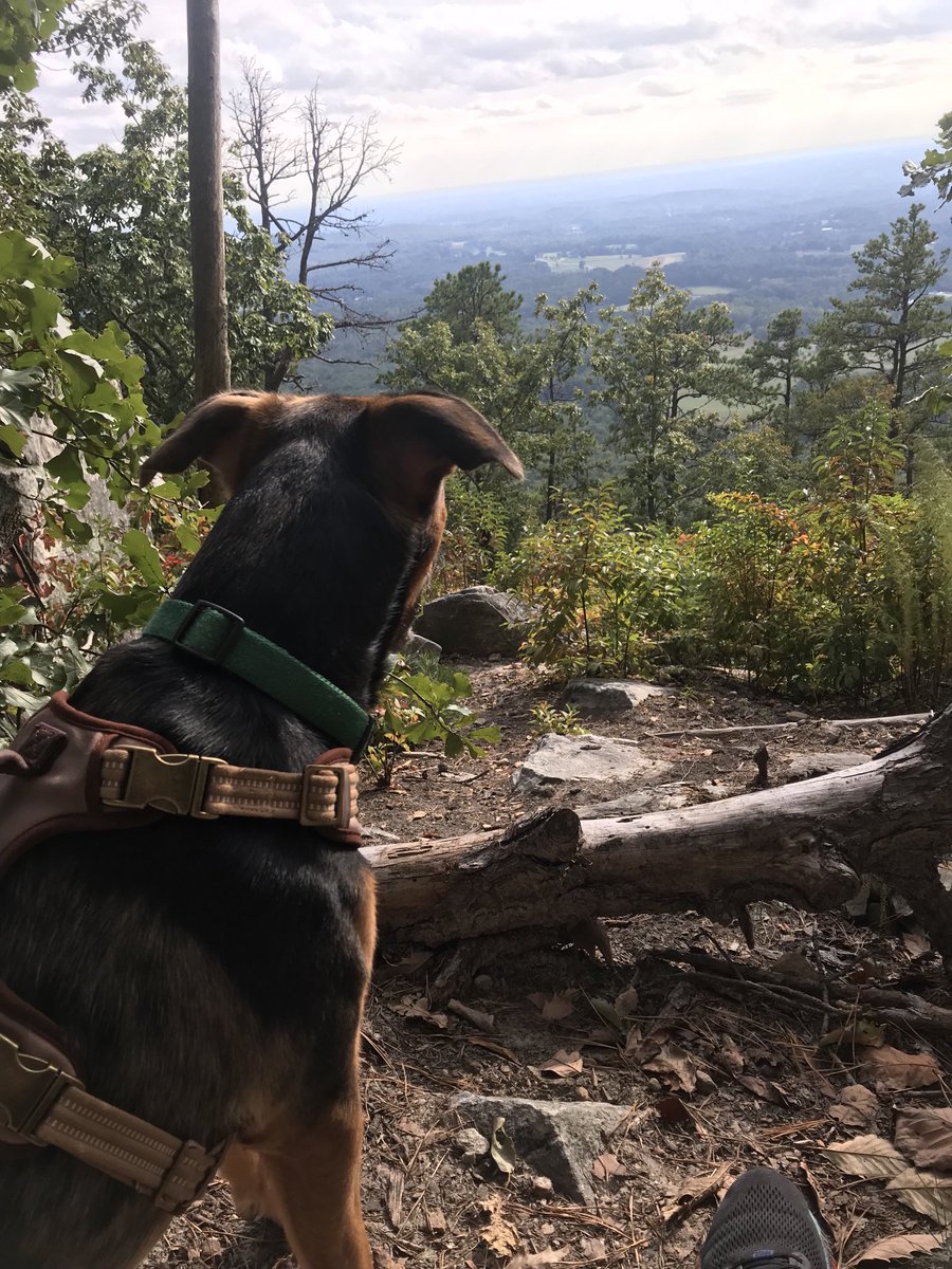 My new dog and I got to go on a hike to #PilotMountain today. Unbelievable views! Love this is so close to home! ⁦@WakeNeuroRes⁩ ⁦@WFPedsRes ⁦@NMatch2022⁩ ⁦@FuturePedsRes⁩ #WhyWake