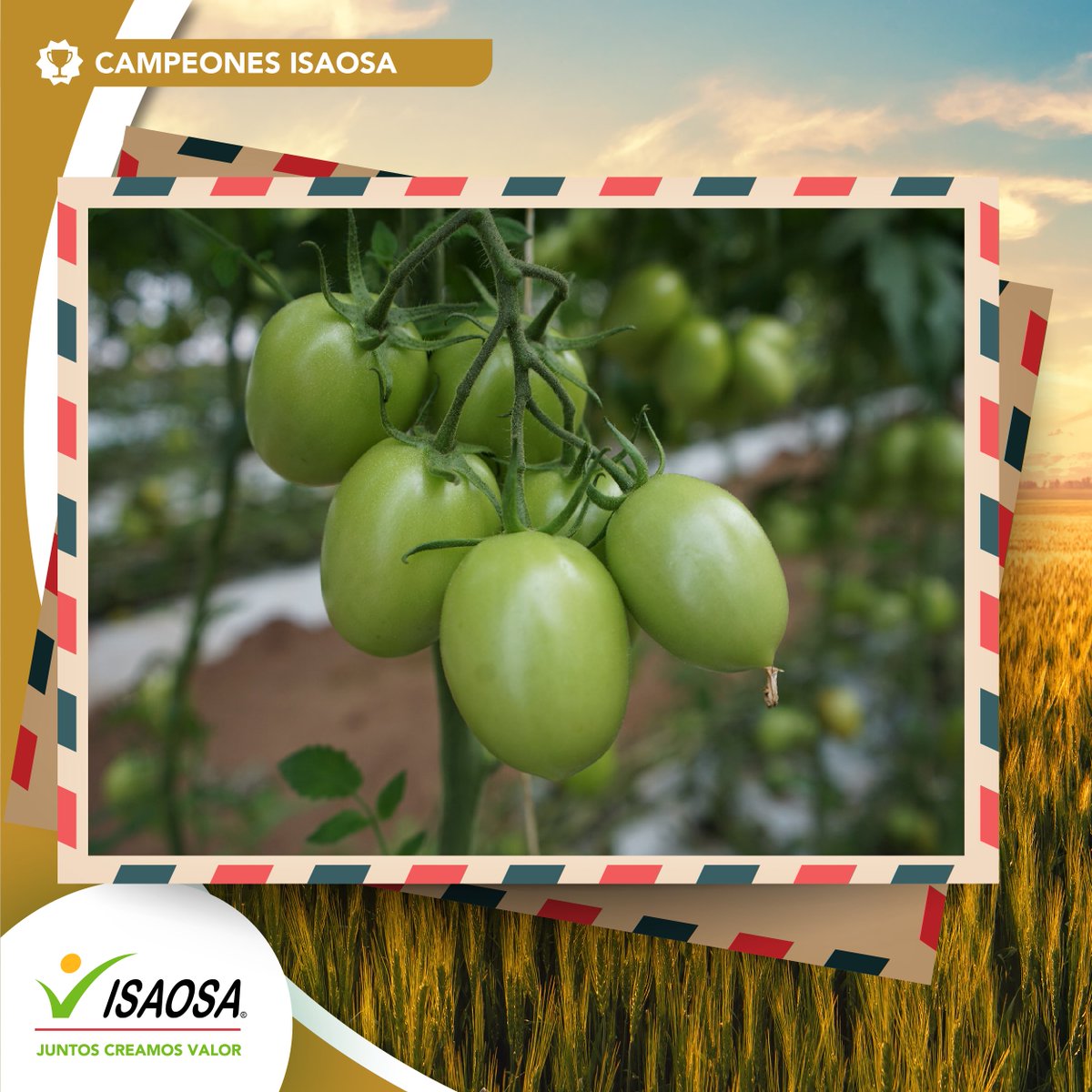 No pares de sembrar: a su tiempo llegará tu cosecha. Nos encanta trabajar contigo para que produzcas en mayor cantidad y calidad. ¿Qué te parece nuestra #PostalDeLaSemanaISAOSA? Compártenos una foto de tu cultivo en los comentarios, ¡queremos verte crecer!