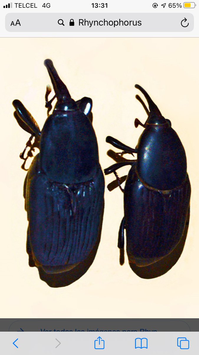 Escarabajo Rhynchophorus (picudo de la palma🪲🌴🌴 🪲) responsable de la muerte de la muerte de las palmas en el Valle de México y otros estados del país. <a href="/SEDEMA_CDMX/">Secretaría del Medio Ambiente</a> <a href="/Claudiashein/">Claudia Sheinbaum Pardo</a> <a href="/CONAFOR/">CONAFOR</a> <a href="/SENASICA/">Senasica</a> <a href="/SEMARNAT_mx/">SEMARNAT México</a> <a href="/lajornadaonline/">La Jornada</a> <a href="/senadomexicano/">Senado de México</a> <a href="/Mx_Diputados/">H. Cámara de Diputados</a> <a href="/Congreso_CdMex/">Congreso de la Ciudad de México</a>