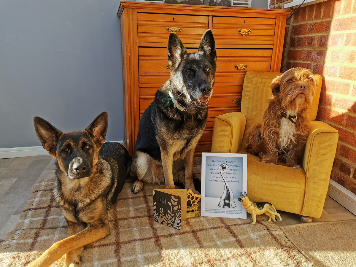 lestroy's tweet image. @rickygervais 
We sent the real star of 
#afterlife her very own #NTA award and a little mini me 🐾 Anti’s lovely owner sent these beautiful pics of her with her pals &amp;amp; gifts and gave us permission to share them ❤️🐾❤️#Thebollocksgang @AfterLife_Fans

stuntdogs.net