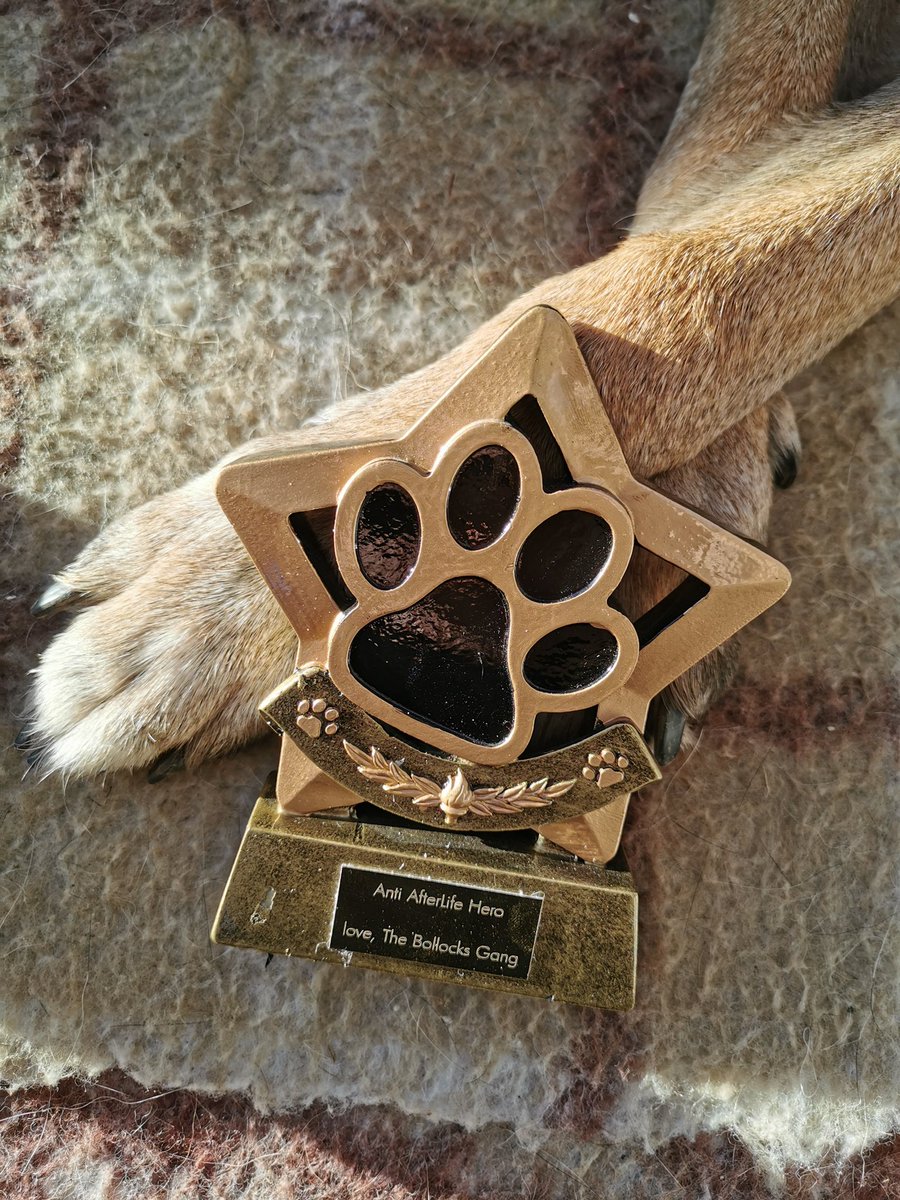 lestroy's tweet image. @rickygervais 
We sent the real star of 
#afterlife her very own #NTA award and a little mini me 🐾 Anti’s lovely owner sent these beautiful pics of her with her pals &amp;amp; gifts and gave us permission to share them ❤️🐾❤️#Thebollocksgang @AfterLife_Fans

stuntdogs.net