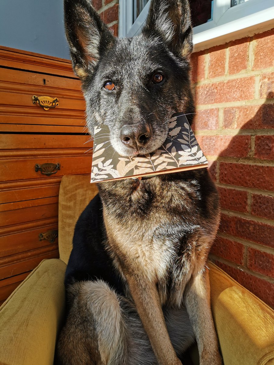 lestroy's tweet image. @rickygervais 
We sent the real star of 
#afterlife her very own #NTA award and a little mini me 🐾 Anti’s lovely owner sent these beautiful pics of her with her pals &amp;amp; gifts and gave us permission to share them ❤️🐾❤️#Thebollocksgang @AfterLife_Fans

stuntdogs.net