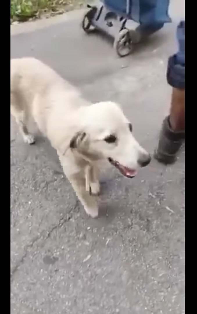 Second Chance Dog Rescue tweet media