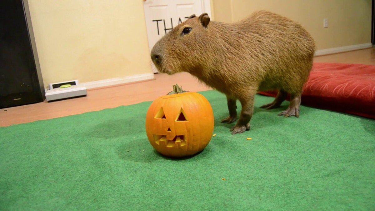 CapybaraCountry's tweet photo. Octo-bara is here! https://t.co/cxKTz8uYiz