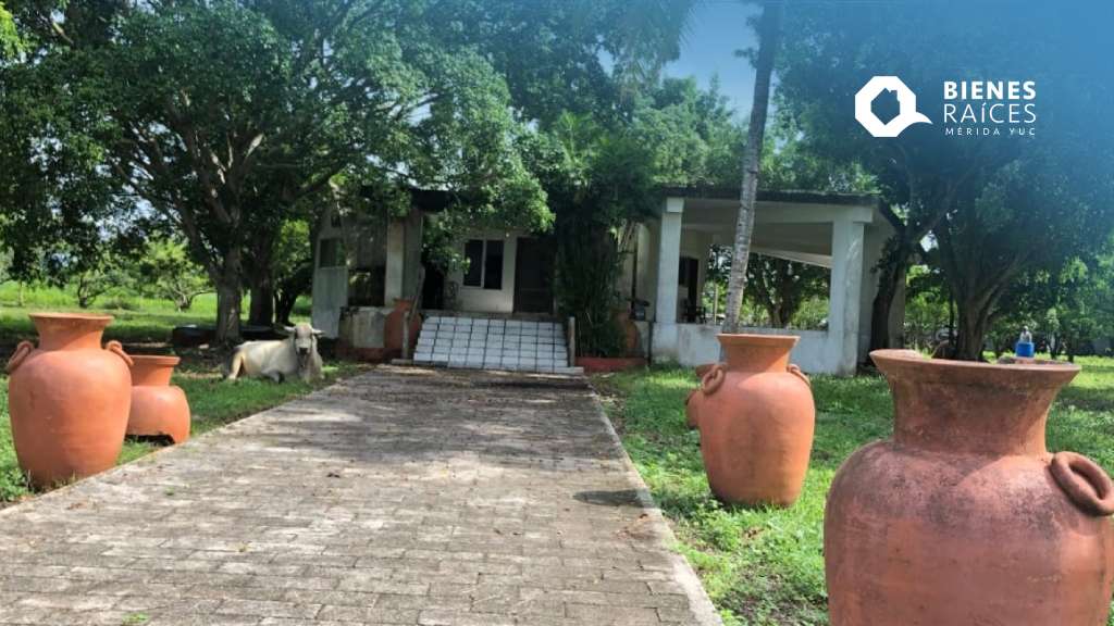 merida_agencia's tweet photo. Rancho en venta de 437 hectáreas a orilla de Carr. Federal Tizimin – Valladolid
Inversión $ 80,000 la hectárea
Móvil +52 1 961 144 70 80

#RanchoenventaYucatán #RanchoenventaValladolid #RanchoenventaTizimin 
#AgenciaInmobiliariaValladolid #BienesRaícesValladolid #Valladolid https://t.co/kJOPJbyeX2