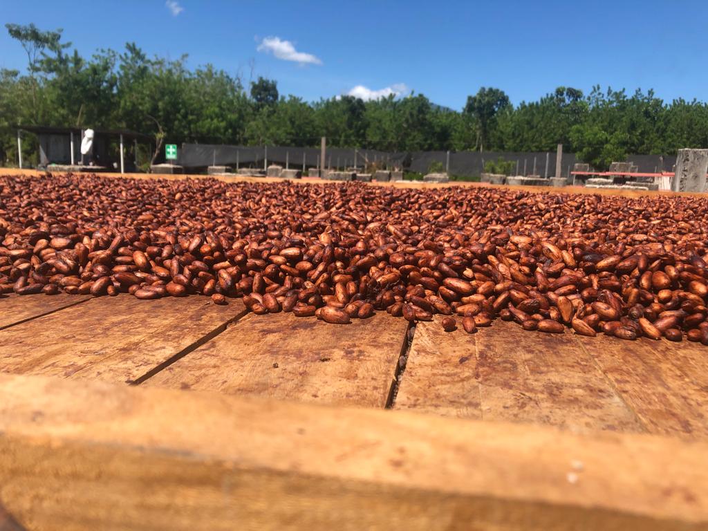 CanEmbCRHNNI's tweet photo. The Head of Office &amp; Cooperation for 🇨🇦 in 🇭🇳, @jdelimabaril , visited the Atlántida and Santa Barbara regions to see the results of the #CAHOVA project implemented by @SOCODEVI, which seeks to improve the production and marketing capacity of companies led by youth and women. https://t.co/nocfg51gYt