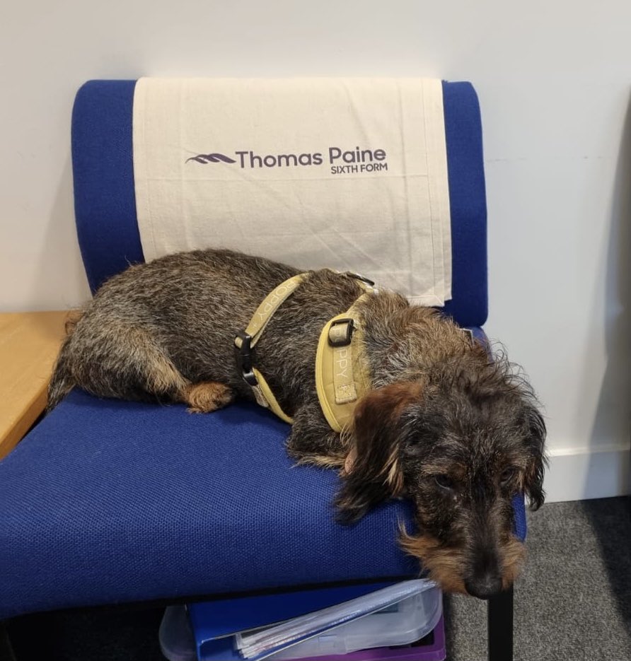 MissRichardsEng's tweet image. Head of @ThomasPaineSF sent me a photo of Albus having a sneaky nap in her office earlier today. Hard life being a sixth-form dog!