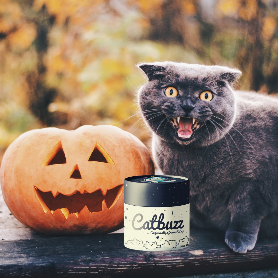 pettobox's tweet photo. October feels!  🐈‍⬛🎃💀🦇⚰️🕷️🕸️☠️

#firstdayofoctober #tgif #halloween #catbuzz #cat #cats #catnip #organicallygrown #familyowned #ecofriendlyproducts #shopsmall #shoplocal #supportsmallbusiness https://t.co/0yXULsf96V