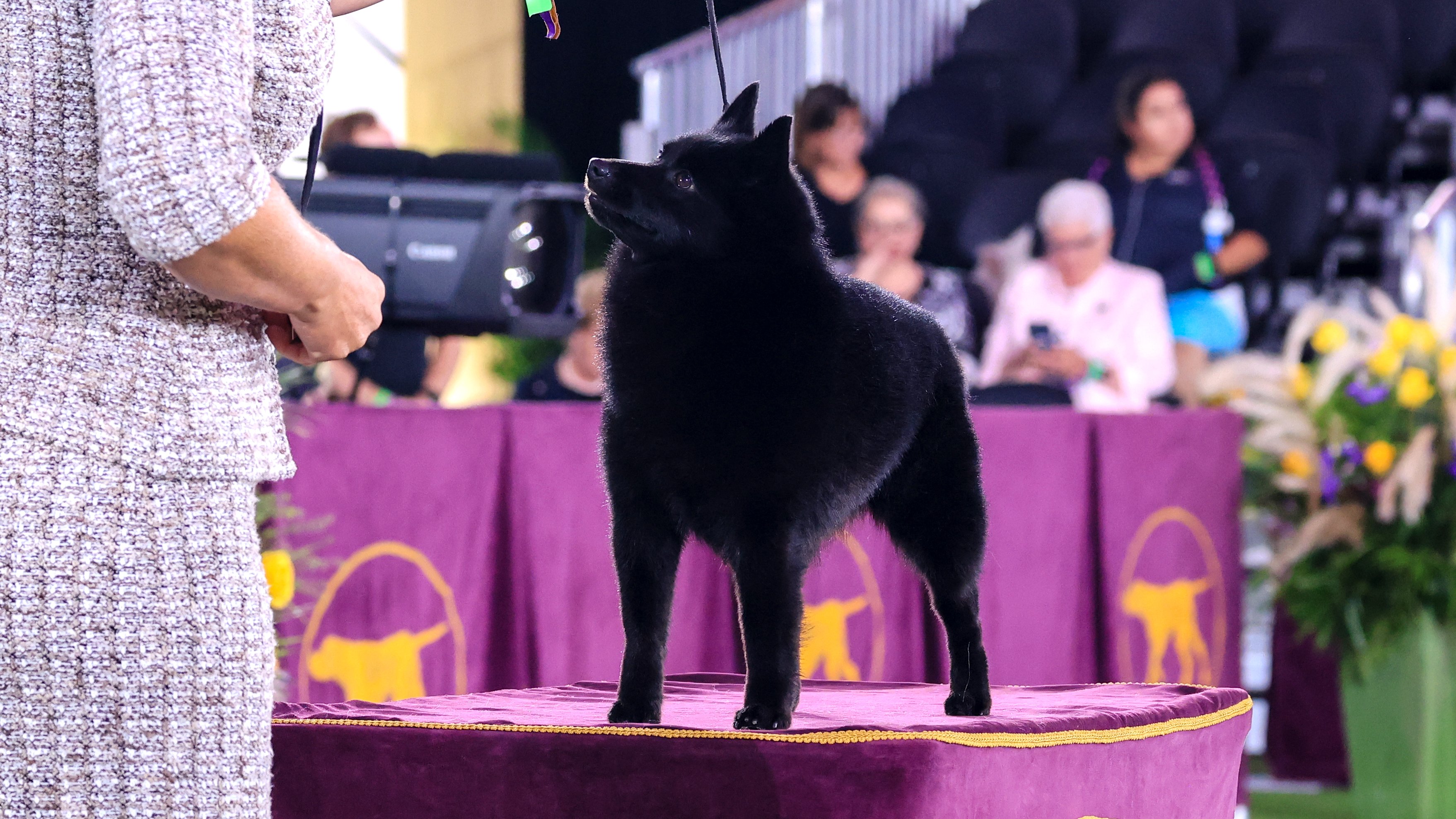 Schipperke ineligible hot sale