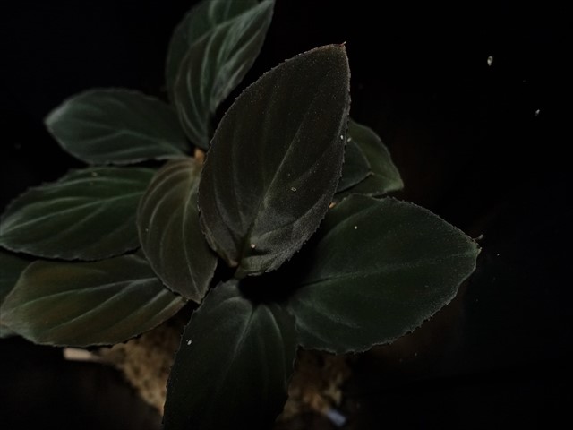 Homalomena sp