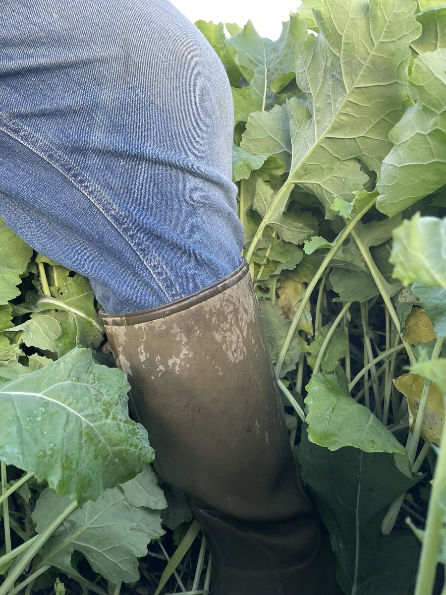 clawddcocheggs's tweet photo. Campus oilseed rape sown 5/8/21 certainly put some growth on.
@KWSUKLtd #campus #seedwithspeed #sabretine @Weaving_Mach https://t.co/hU2JNCBviH