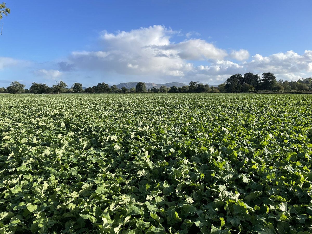 clawddcocheggs's tweet photo. Campus oilseed rape sown 5/8/21 certainly put some growth on.
@KWSUKLtd #campus #seedwithspeed #sabretine @Weaving_Mach https://t.co/hU2JNCBviH
