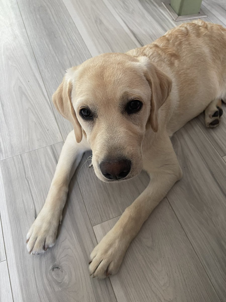 SpoekGTi's tweet photo. #pupdate 20 weeks. Got, sit, down, paw, place, easy, low, stay and let go pretty under control #whoseagoodboy Bikkel is :) https://t.co/PuWWtW6Rg3