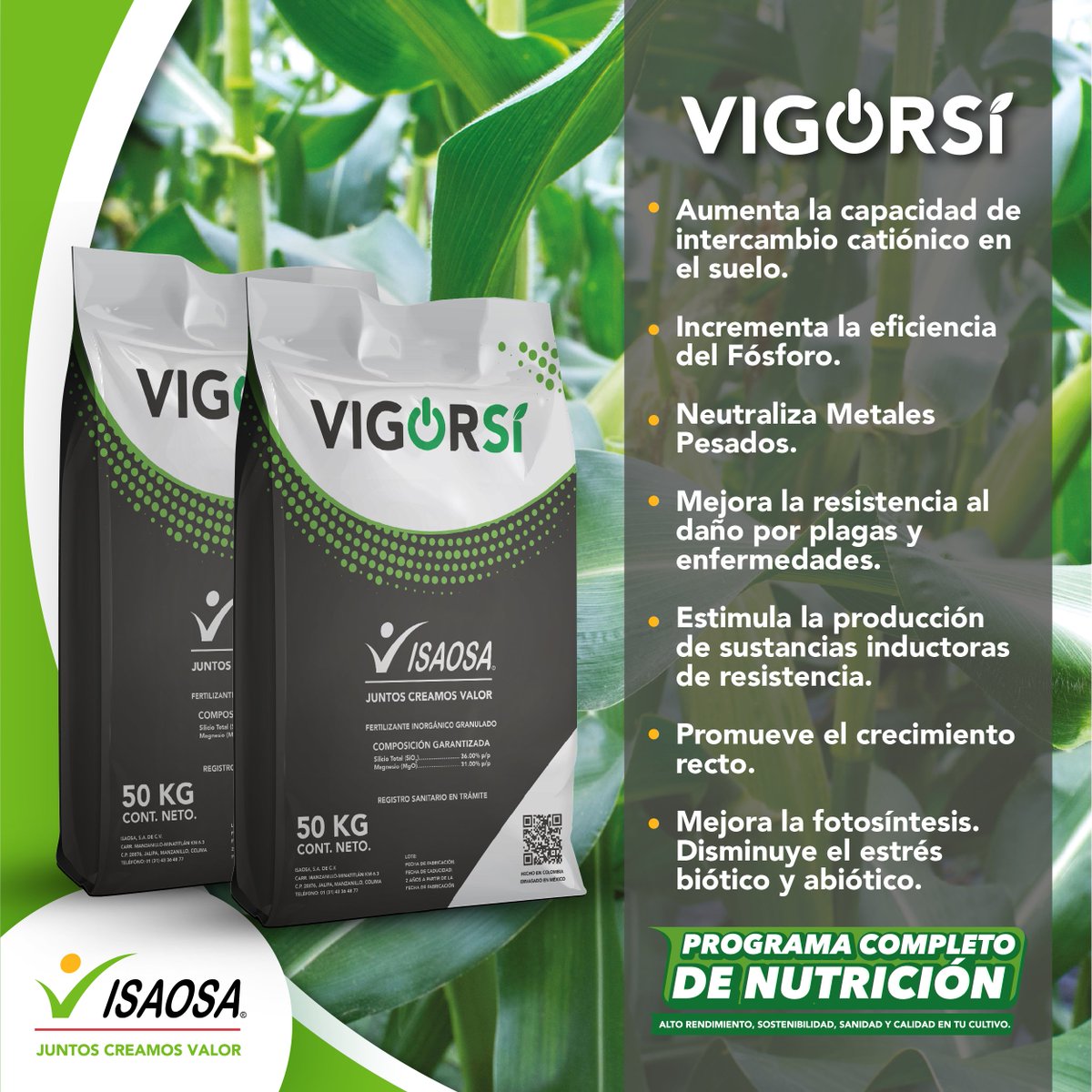 VigorSÍ aporta Silicio a las plantas, dándoles mecanismos de defensa contra las plagas y enfermedades. ¡Es ideal para tu cultivo de maíz, papa, caña y trigo! Conoce más de sus características visitando bit.ly/3eUOhyv