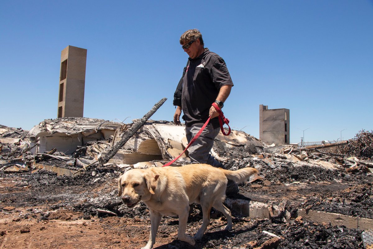 PHXFire's tweet photo. Happy National Fire Pup Day! Here’s our Fire Pup Sonny who is a specially trained Accelerant Detection Dog, assigned to our fire investigations team with his handler Captain Rob Simpson
#phoenixfiredepartmet #phoenixfire #firepup #firepupday #bigred #fireinvestigation https://t.co/ztK4x0zQbu