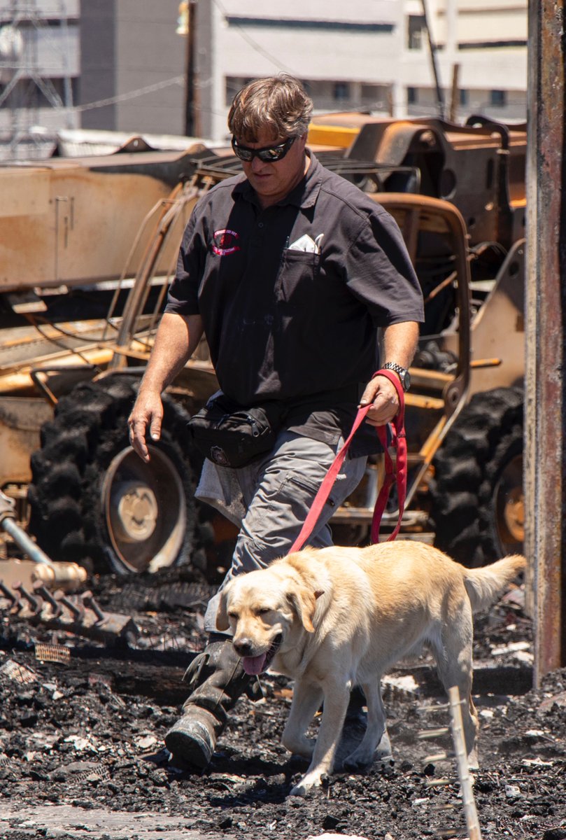 PHXFire's tweet photo. Happy National Fire Pup Day! Here’s our Fire Pup Sonny who is a specially trained Accelerant Detection Dog, assigned to our fire investigations team with his handler Captain Rob Simpson
#phoenixfiredepartmet #phoenixfire #firepup #firepupday #bigred #fireinvestigation https://t.co/ztK4x0zQbu