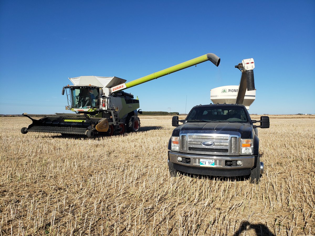TyroneJamale347's tweet photo. 44H44 RR canola performing well way up in The Pas MB! 
#YIELDHERO21 https://t.co/wPtr6blAW6