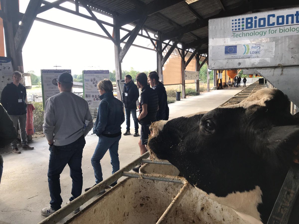 Quand les vaches écoutent @B_Rouille_Idele parlerde l'expe méth'algue qui pourrait bien soultionner qq problème....elles sont séduites. #trinottieres <a href="/ChambagriPdL/">Chambres agri PdL</a>  @ChLambert_FNSEA #trinosphere