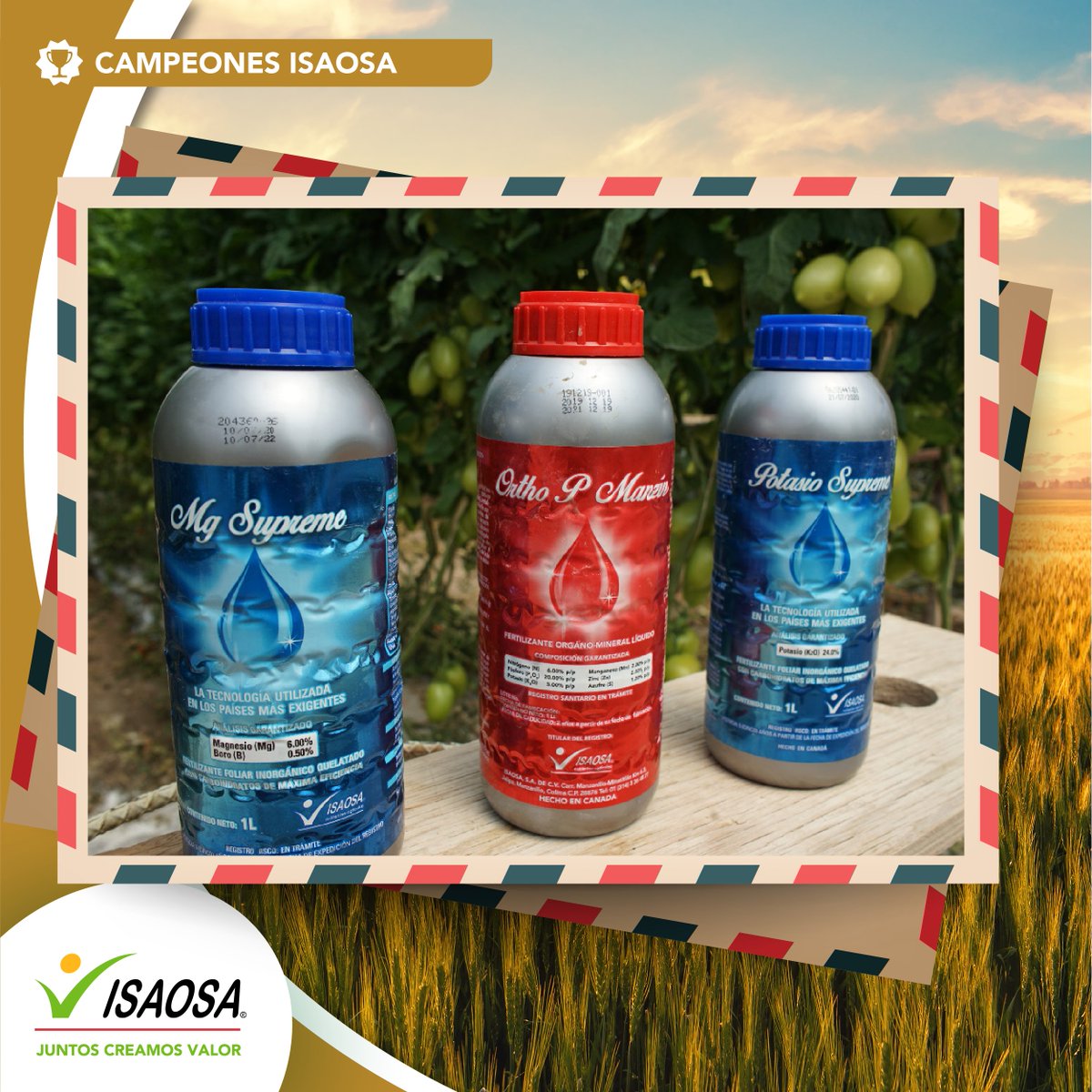 ¡Queremos conocer cómo vas con tu cultivo! Te presentamos nuestra Postal de la semana con algunos de nuestros Foliares. Recuerda compartirnos en los comentarios tu cultivo. ¡Juntos Creamos Valor!