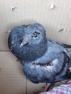 ForFeathers's tweet photo. We did our best to save this little fellow. He had been attacked by a corvid or a sparrow hawk and by the time he was found his muscles were infected as well as his air sacs. 😢 Its so hard when this happens.
#pigeon #birds #woundedbird https://t.co/H7sRbPQ2tw