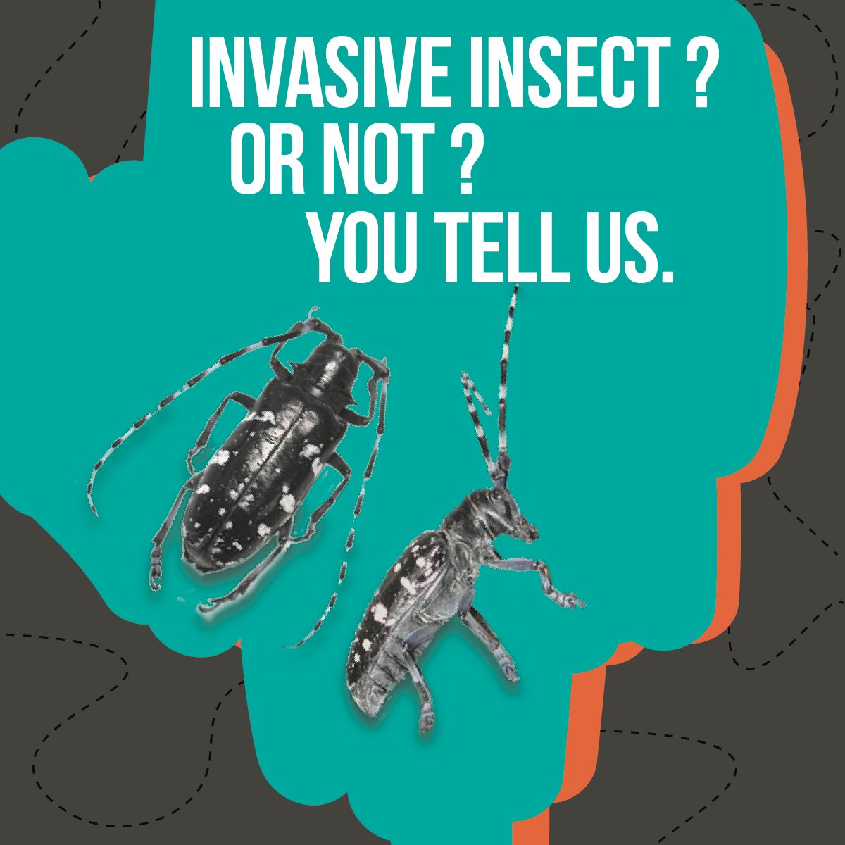 MSBugBlues's tweet photo. We will be starting October’s invasive of the month posts this weekend! But first, can you tell us if this an invasive beetle to the US? Find out tomorrow! 🤔🪲

#MSBugBlues #InvasiveSpecies #InsectID https://t.co/qgtcW6ioRq