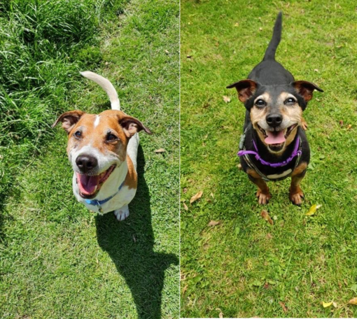 AdoptionsUk's tweet photo. I saw 2 dogs that had been in shelters for 10 years and thought I would try adding them to Twitter to help. A few weeks later both dogs had homes and I realised this works so kept going. Thanks so much for your support, it couldn't work without people that care enough to retweet https://t.co/TU4ewvBfYV