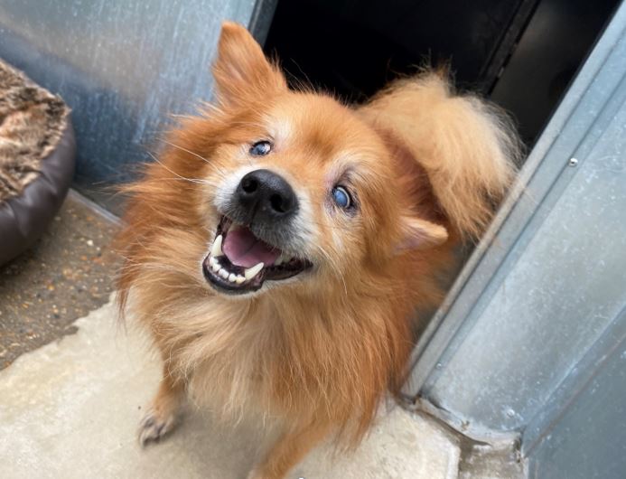 AdoptionsUk's tweet photo. I saw 2 dogs that had been in shelters for 10 years and thought I would try adding them to Twitter to help. A few weeks later both dogs had homes and I realised this works so kept going. Thanks so much for your support, it couldn't work without people that care enough to retweet https://t.co/TU4ewvBfYV