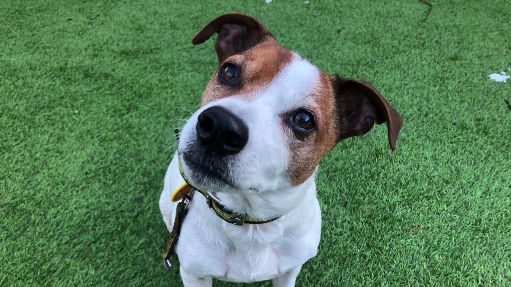 AdoptionsUk's tweet photo. I saw 2 dogs that had been in shelters for 10 years and thought I would try adding them to Twitter to help. A few weeks later both dogs had homes and I realised this works so kept going. Thanks so much for your support, it couldn't work without people that care enough to retweet https://t.co/TU4ewvBfYV
