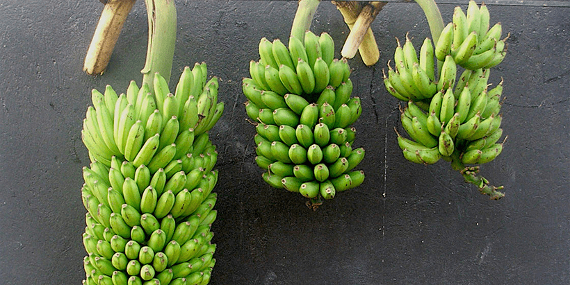 CGIAR's tweet photo. “NARITA [banana] hybrids are high-yielding &amp; disease-resistant hybrids, which are the result of over 20 years of joint breeding efforts between NARO &amp; @IITA...” said Mary Mwangi, a researcher at @KenyattaUni.

Learn more: https://t.co/gDipbSrD6q #OneCGIAR https://t.co/ze8HjAon4G