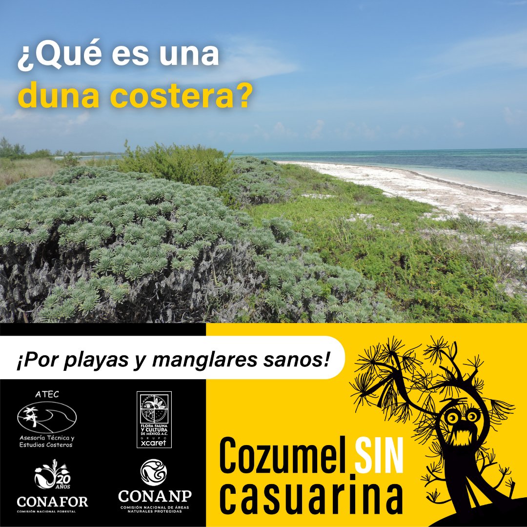 ¿Sabrías explicar qué es una duna costera? 
No vale buscar en Google.
acortar.link/PEazHR

#CozumelSINcasuarina @atecscp @conanp_czm @Conafor @AtlantisSubmarinesIs @FCCozumel