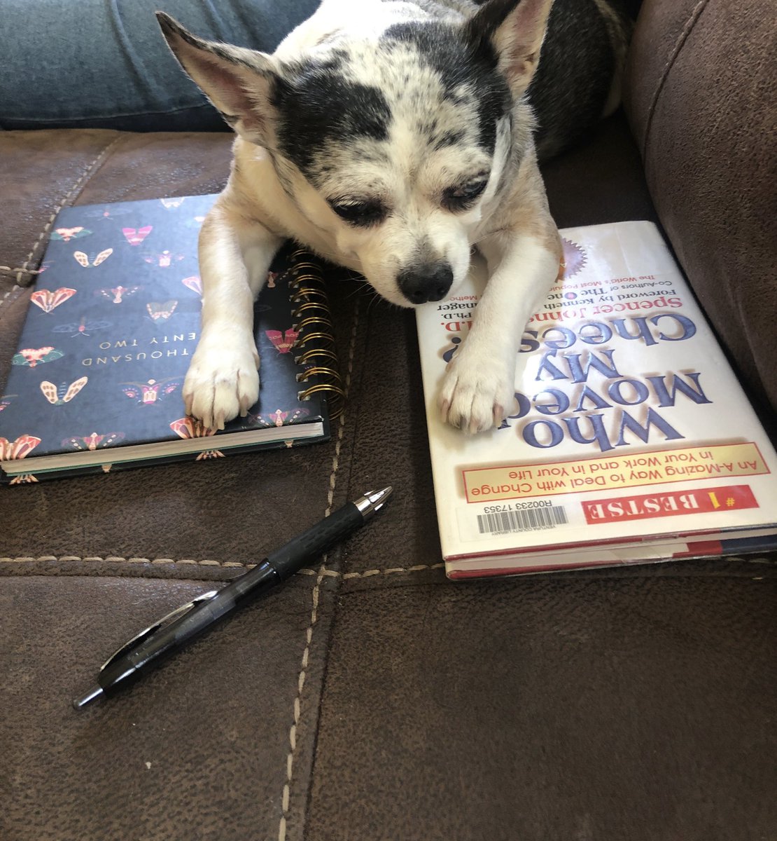 harveyisnormal's tweet photo. Studying hard/study break https://t.co/Wtzgzs9T1y