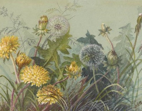 National_Ag_Lib's tweet photo. Art &amp; Science come together beautifully in botanical works created by artists like Deborah Griscom Passmore.  Browse her watercolor album Wildflowers of America: https://t.co/QyYgPiuDkk #ArchivesArt #ArchivesHashtagPart https://t.co/hmYPKbhJGc